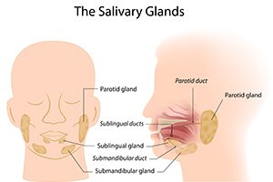 Salivary Glands